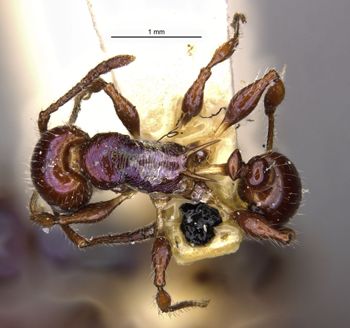 Media type: image;   Entomology 22617 Aspect: habitus dorsal view